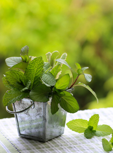 Qu'est ce que la naturopathie ?